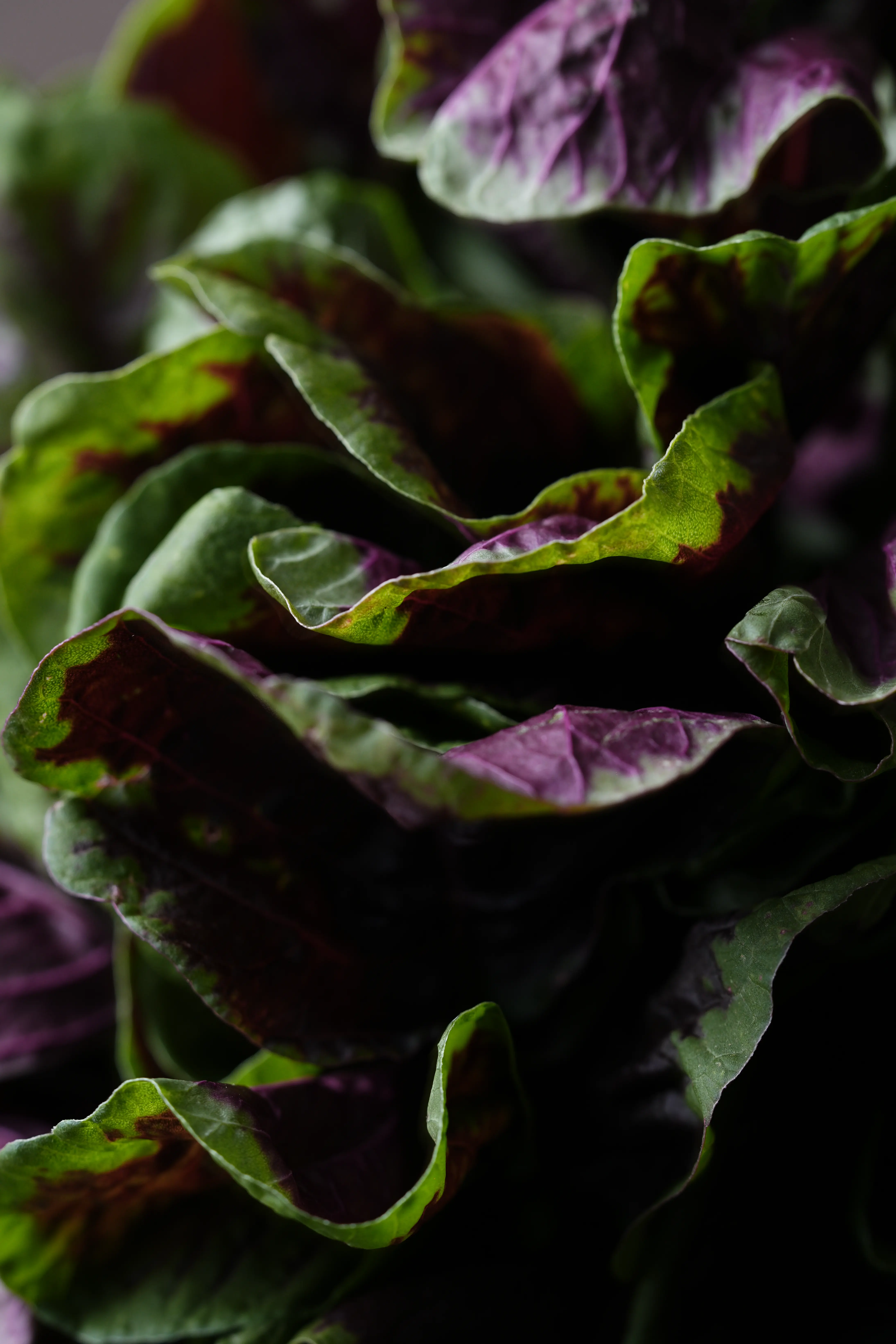 Yuan Cuisine Photography image 80 by maxlux.art / 沉光