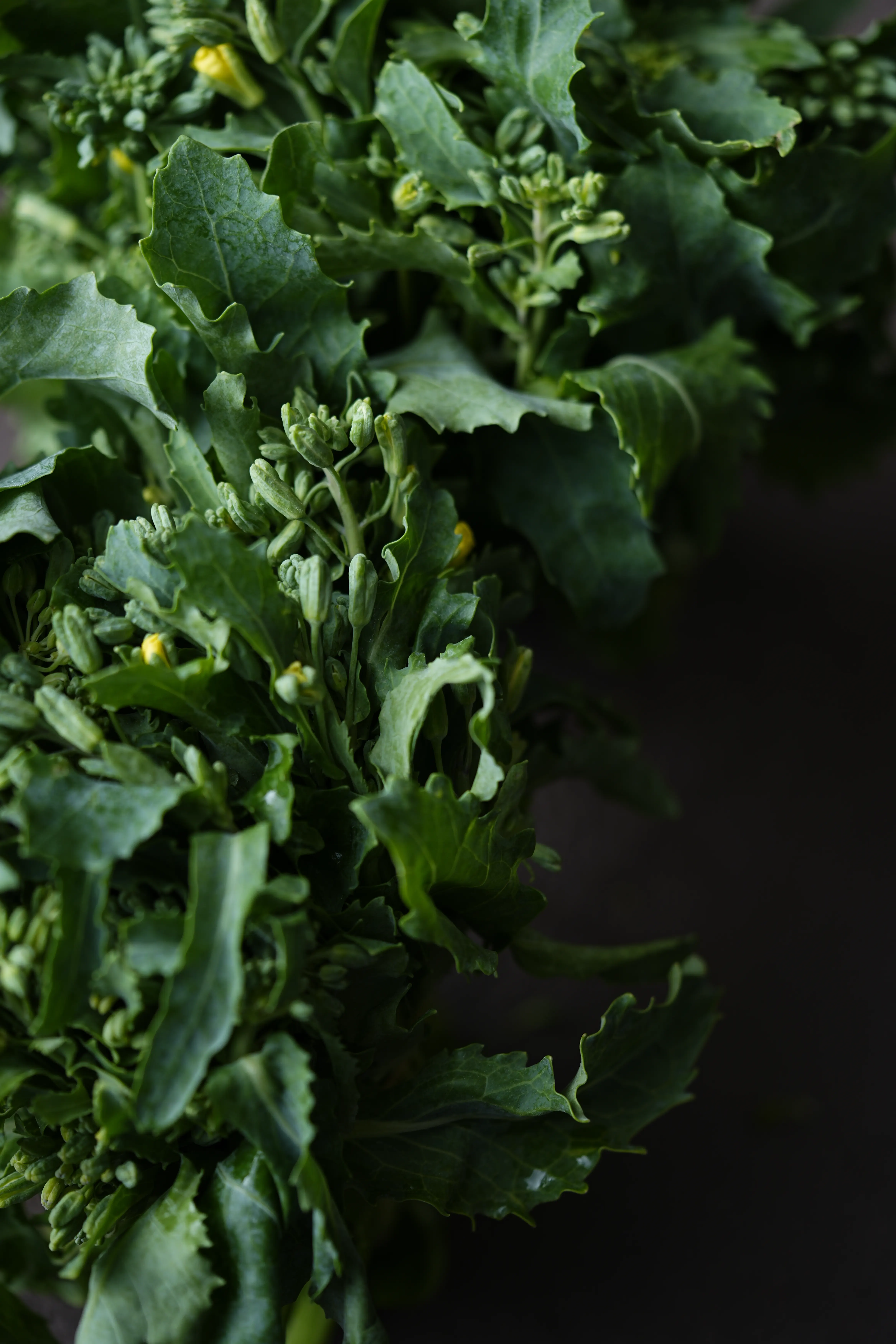 Yuan Cuisine Photography image 88 by maxlux.art / 沉光