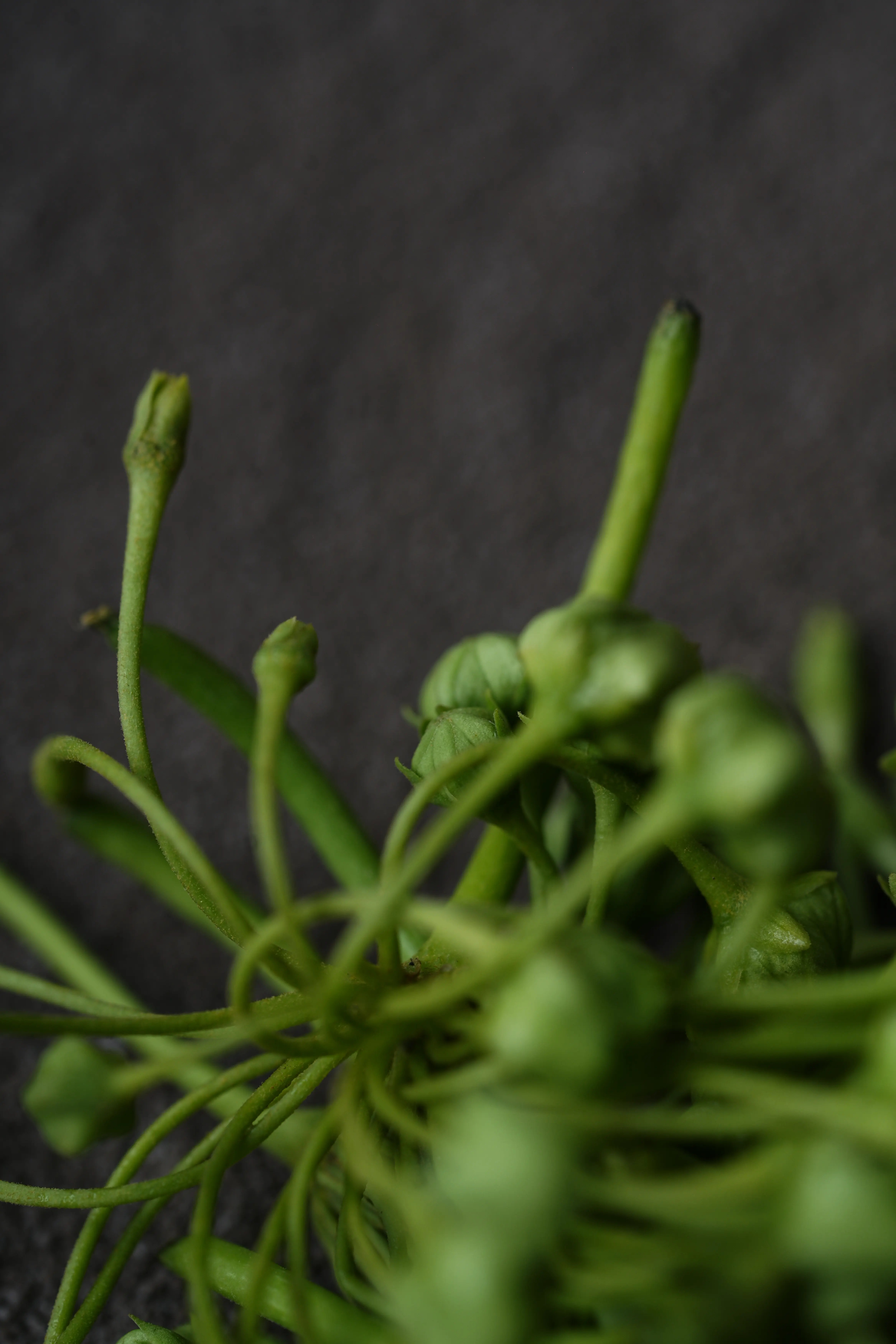 Yuan Cuisine Photography image 34 by maxlux.art / 沉光