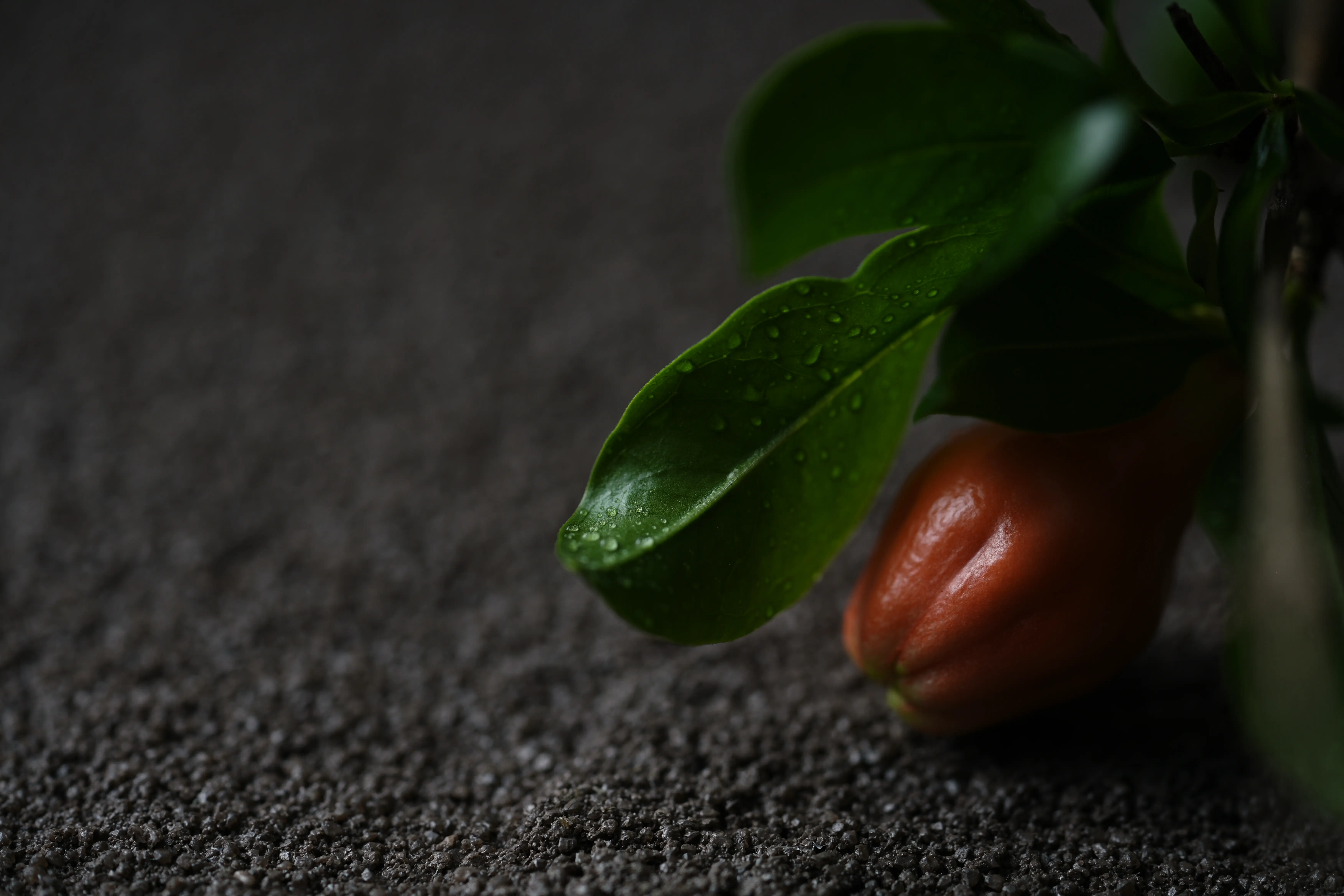 Yuan Cuisine Photography image 33 by maxlux.art / 沉光