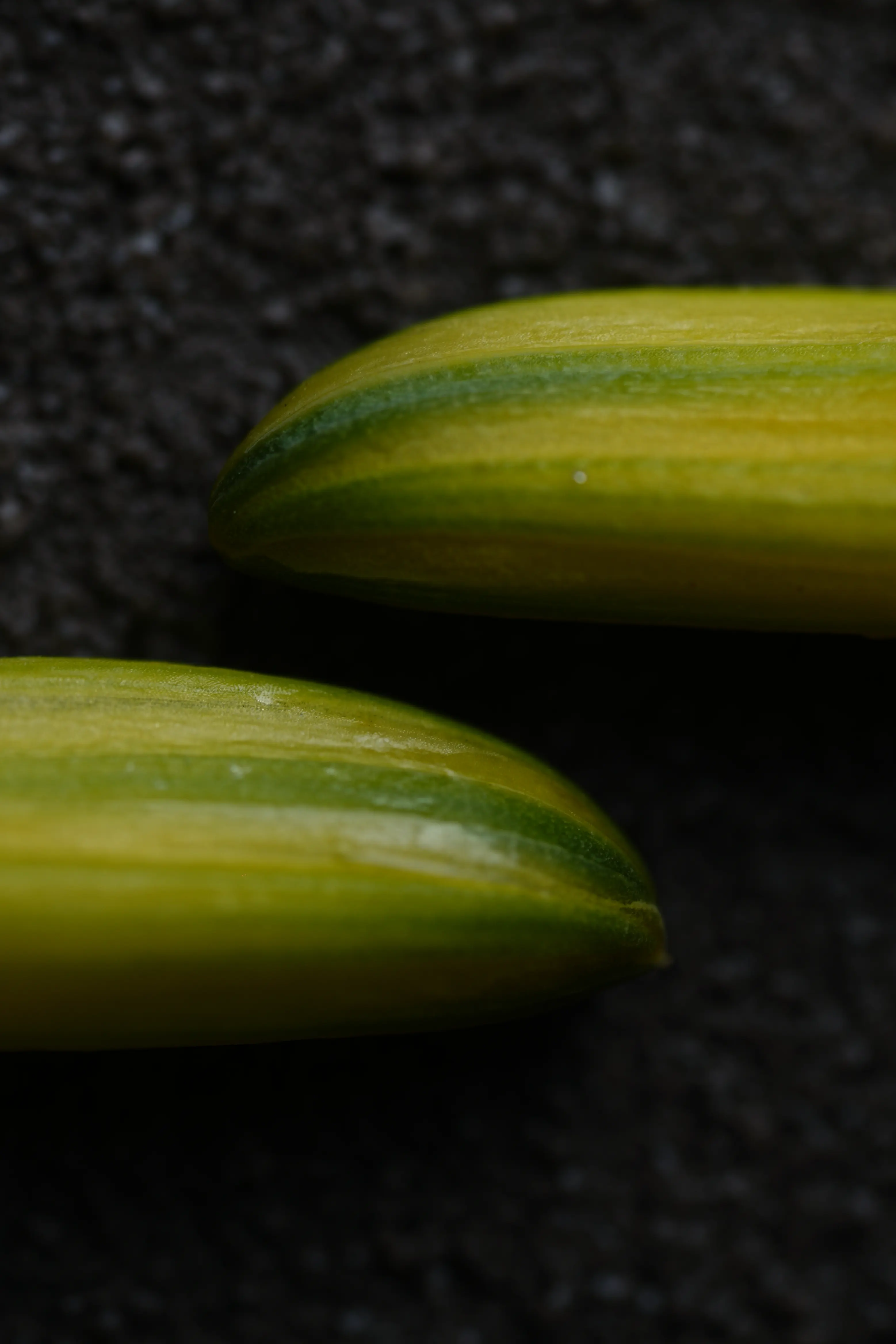 Yuan Cuisine Photography image 44 by maxlux.art / 沉光
