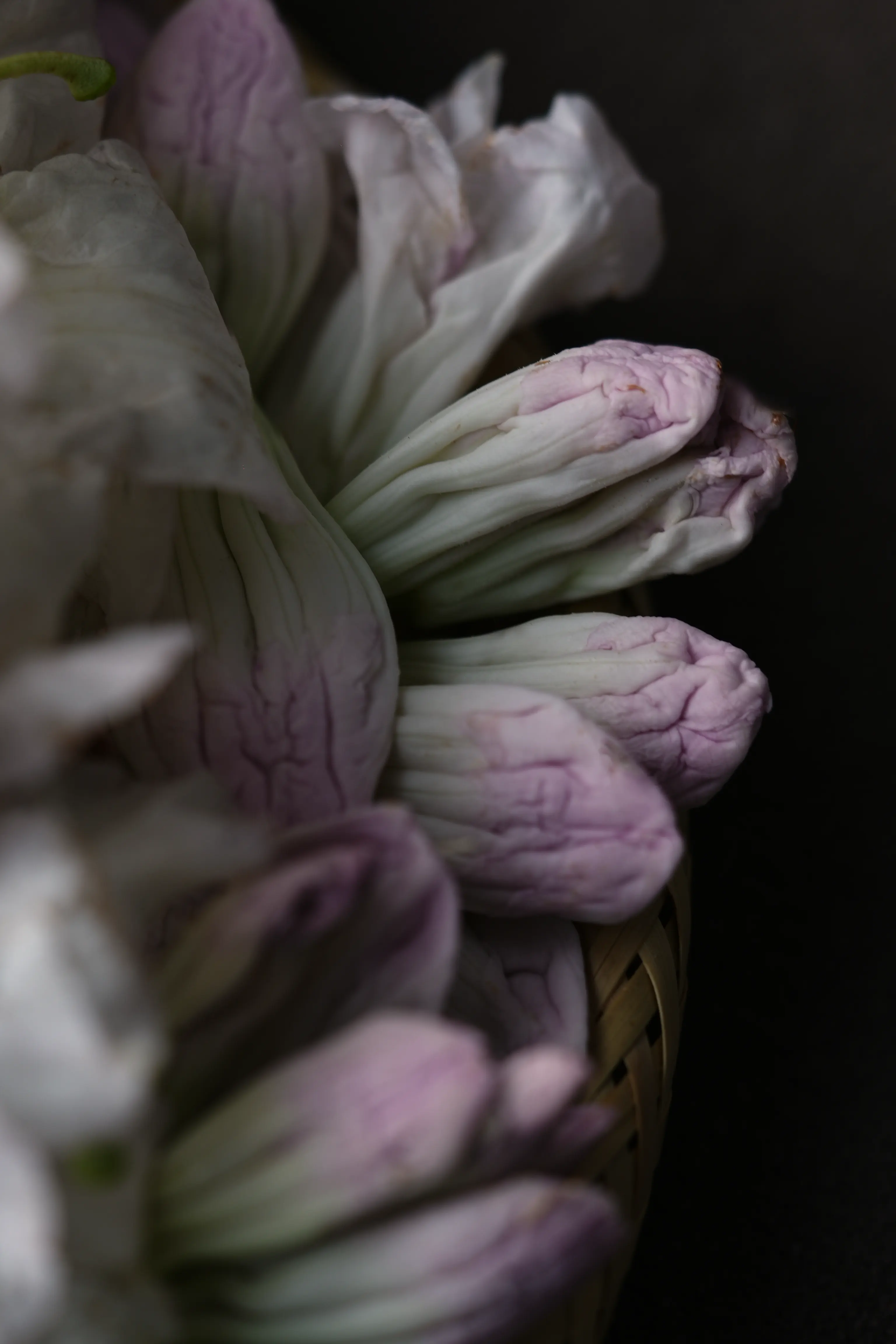 Yuan Cuisine Photography image 52 by maxlux.art / 沉光