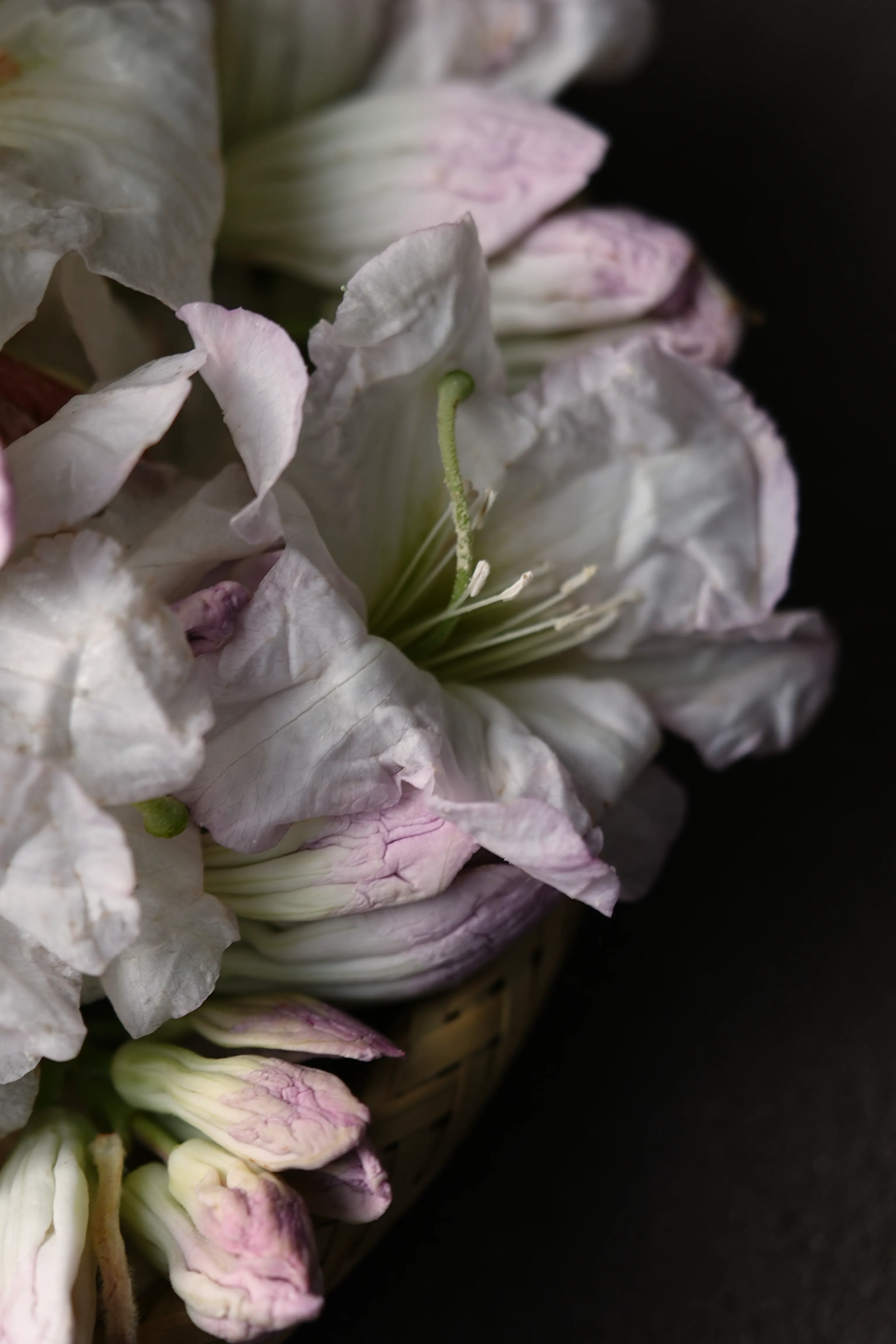 Yuan Cuisine Photography image 53 by maxlux.art / 沉光